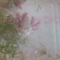 Jeunes axolotls #0