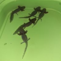 Jeunes axolotls #3