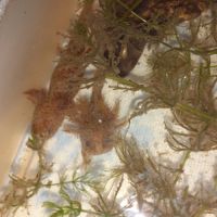 Jeunes axolotls #4