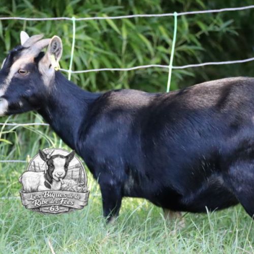 Chèvres et boucs castrés #1