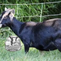 Chèvres et boucs castrés #1