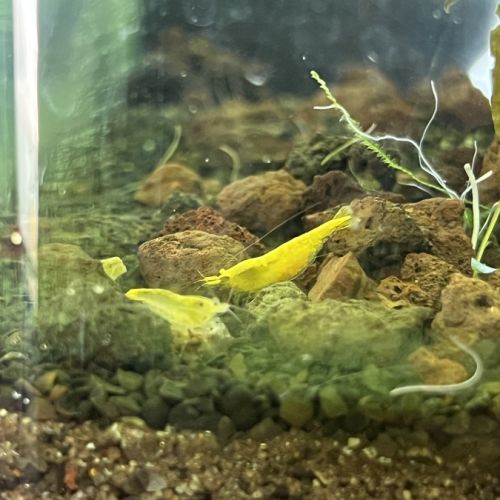 Neocaridinas jaunes yellow neon #2