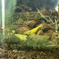 Neocaridinas jaunes yellow neon #2