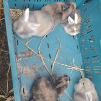 Lapin bélier