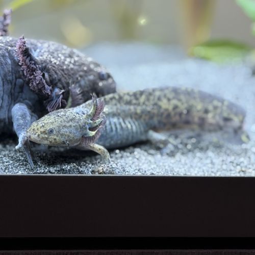 Axolotls juvéniles
