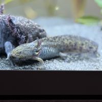 Axolotls juvéniles