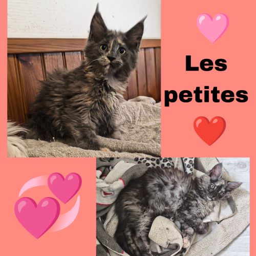 Maine coon polydactyle loof #0