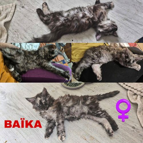 Maine coon polydactyle loof #3