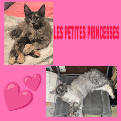 Maine coon polydactyle loof