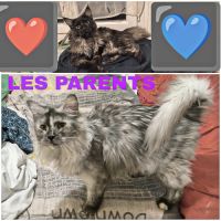 Maine coon polydactyle loof #1