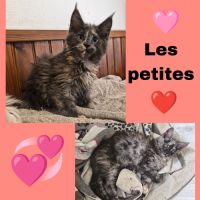 Maine coon polydactyle loof