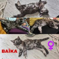 Maine coon polydactyle loof #3