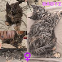 Maine coon polydactyle loof #4