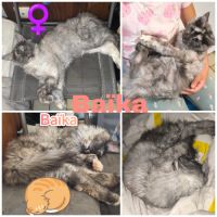 Maine coon polydactyle loof #1