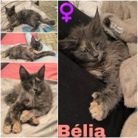 Maine coon polydactyle loof #2