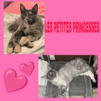 Maine coon polydactyle loof