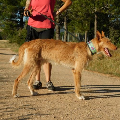 Sirio, magnifique podenco de 3 ans #2