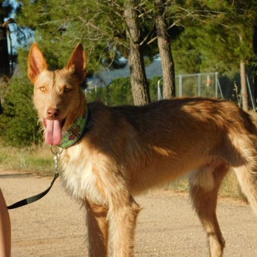 Sirio, magnifique podenco de 3 ans
