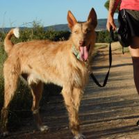 Sirio, magnifique podenco de 3 ans #4