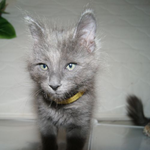 Chatons angora turc à adopter