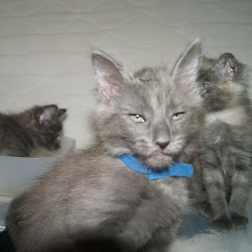 Chatons angora turc à adopter #3