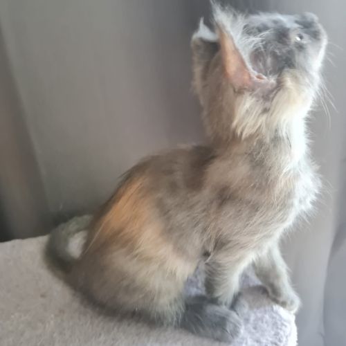 Chatons angora turc à adopter #5