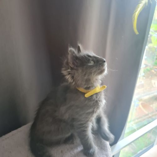 Chatons angora turc à adopter #7