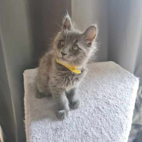 Chatons angora turc à adopter #8
