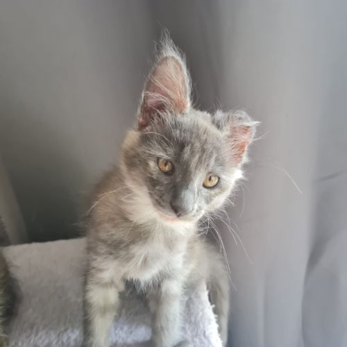 Chatons angora turc à adopter #9