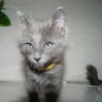 Chatons angora turc à adopter