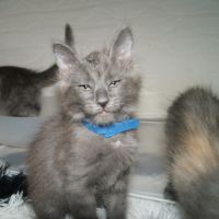 Chatons angora turc à adopter #2