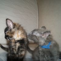 Chatons angora turc à adopter #4