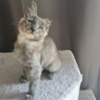 Chatons angora turc à adopter #6