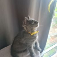 Chatons angora turc à adopter #7