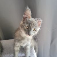 Chatons angora turc à adopter #9