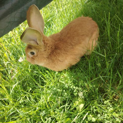 Lapin fermier #0