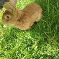 Lapin fermier #2