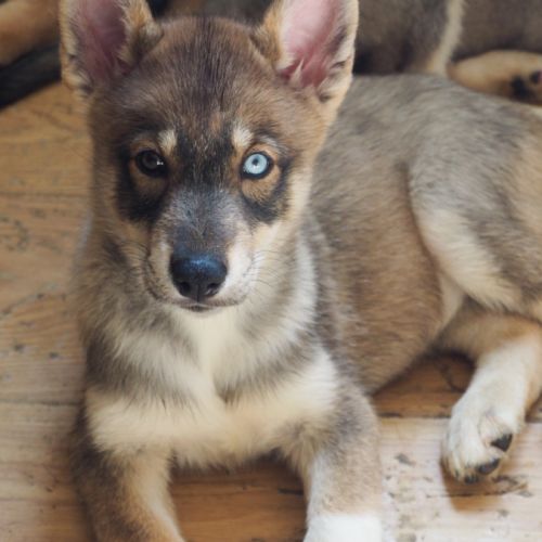 Magnifique chiot type chien-loup #1