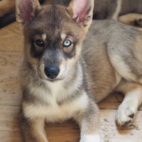 Magnifique chiot type chien-loup #1