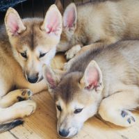 Magnifique chiot type chien-loup