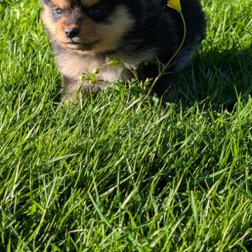 Magnifique spitz #1
