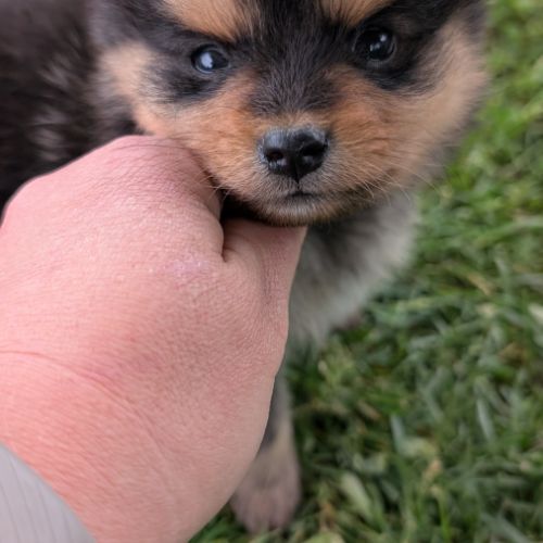 Magnifique spitz