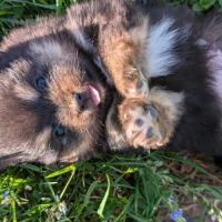 Magnifique spitz #2