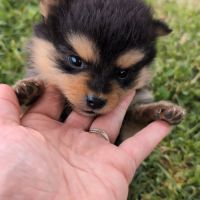 Magnifique spitz #4