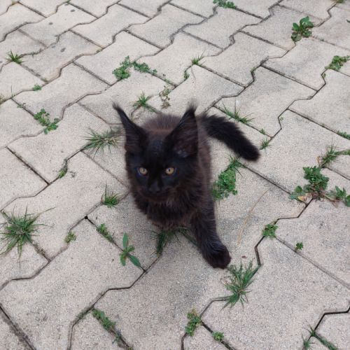 Chatons maine coon #2