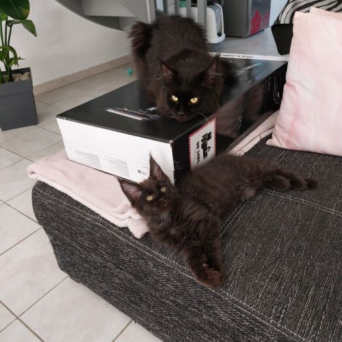 Chatons maine coon