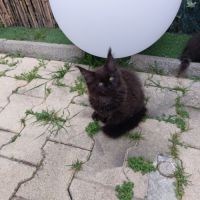 Chatons maine coon #1