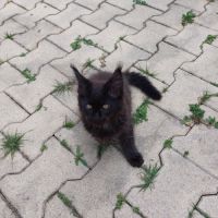 Chatons maine coon #2