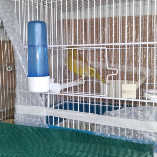 Canaris verdier de mutation #1