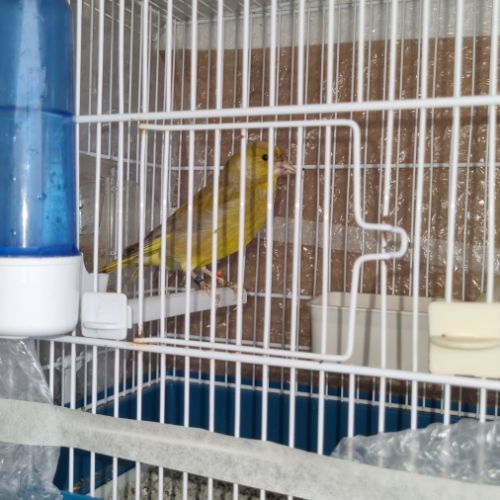 Canaris verdier de mutation #4